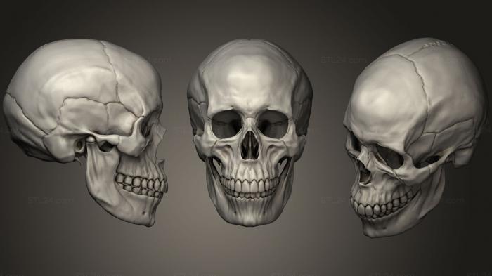 Anatomy of skeletons and skulls (Human Female Skull, ANTM_0693) 3D models for cnc